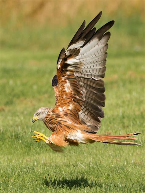 North-East Red Kite breeding report 2013 - BirdGuides