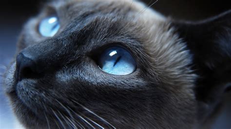 3840x2160 Resolution Cat Eyes Closeup 4K Wallpaper - Wallpapers Den