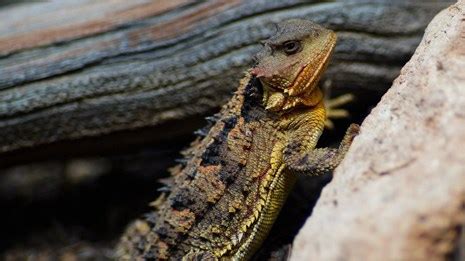 Wildlife - Bryce Canyon National Park (U.S. National Park Service)