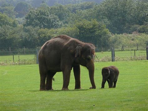 Picture 12 of 12 - Indian Elephant (Elephas Maximus Indicus) Pictures ...