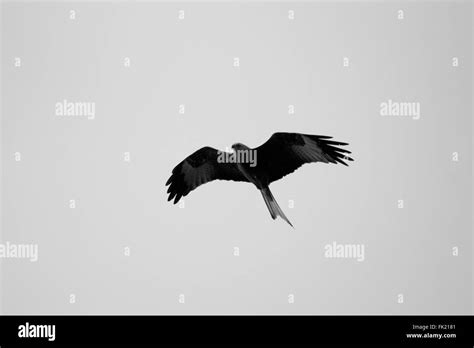 Red kite, bird of prey portrait Stock Photo - Alamy