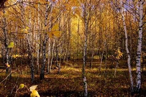 White Birch In Autumn Forest Stock Image - Image of park, nature: 128811339