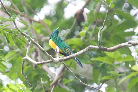 African Emerald Cuckoo Chrysococcyx cupreus - some photos and notes