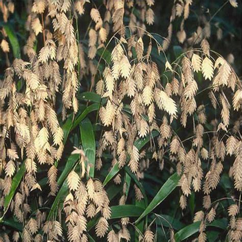 Chasmanthium latifolium - Northern Sea Oats - Sugar Creek Gardens