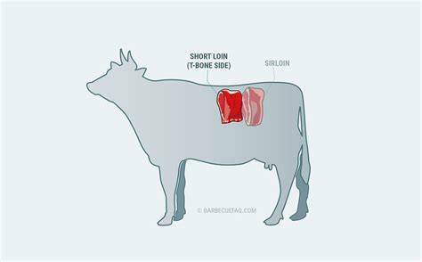 What is T-bone Steak? Popular Cut Explained - Barbecue FAQ