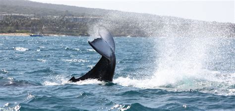 Whale Watching on Maui - Maui Goodness