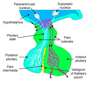 Glandular tissue: The Histology Guide