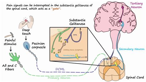 pain gate theory explained simply – gate control theory for dummies – QFB66