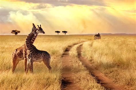 The Incredible Truth About Luxury African Safaris - WiserThinking