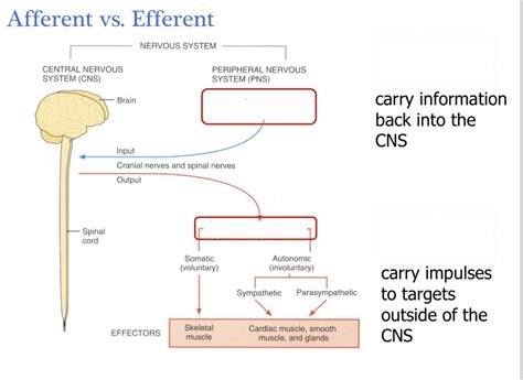 Afferent vs Efferent Diagram | Quizlet