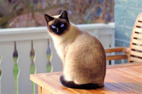 Top 10 Most Beautiful Cat Breeds In The World