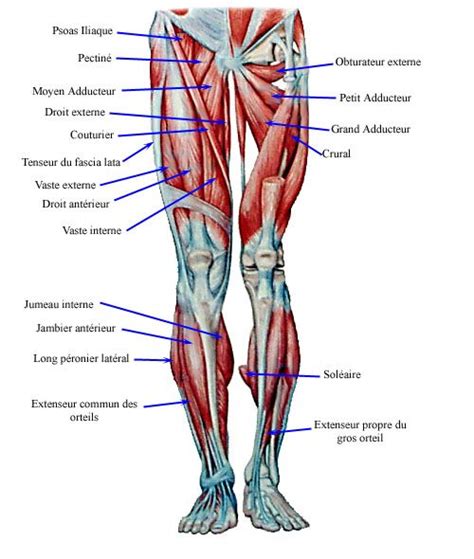 Muscles | Anatomía, Músculos del cuerpo humano, Anatomia musculos