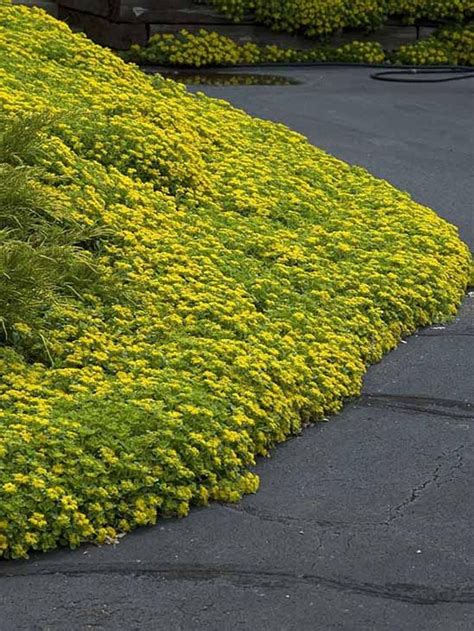 120 SEDUM YELLOW Ground Cover Aka STONECROP Succulent Perennial Flower ...