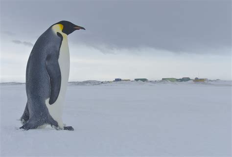 Emperor penguin – Australian Antarctic Program