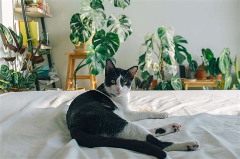 Cat Sleeping Habits: Keep Cats Out Of Your Bedroom For A Better Night’s ...