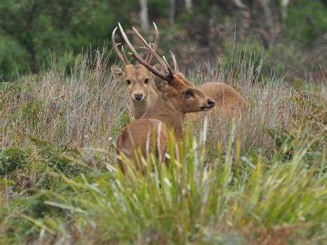 Hog Deer (Axis porcinus) by Murray Thomas - Wild Deer & Hunting Adventures