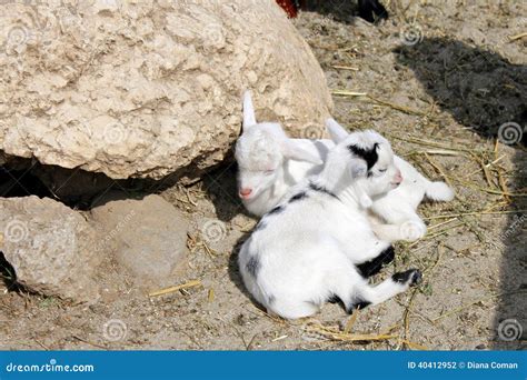 Baby goat sleeping stock photo. Image of horns, farm - 40412952