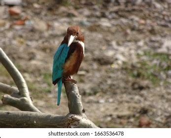 67 Neelkanth bird Images, Stock Photos & Vectors | Shutterstock