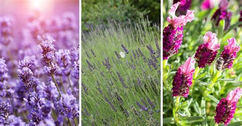 5 Brilliant Lavender Varieties That Can Be Grown Easily In Your Garden - Garden Beds