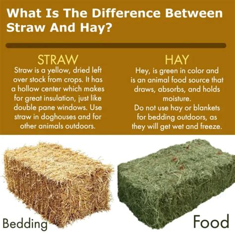 Straw Vs Hay – What’s The Difference and Different Uses - The Ultimate Home Living Blog