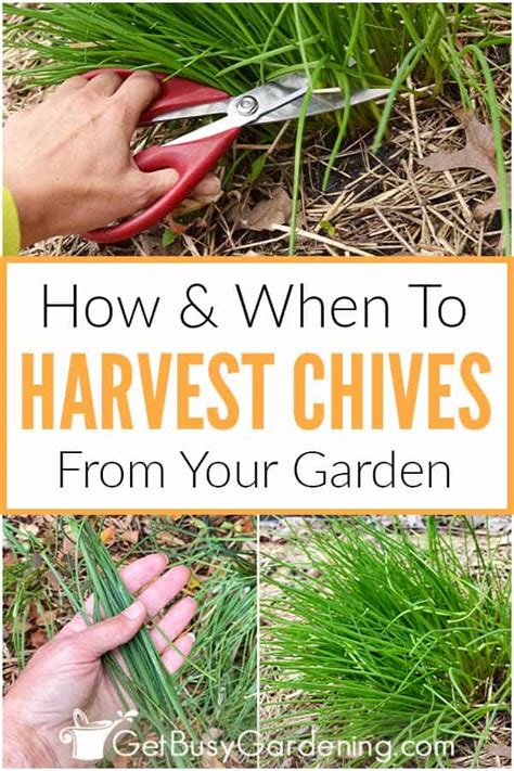 How To Harvest Chives & When To Pick Them - Get Busy Gardening