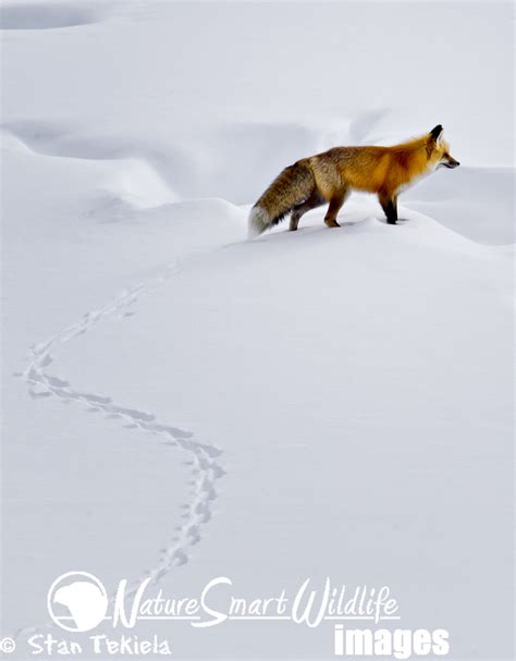 Red Fox tracks in snow Tekiela TEK0408 | Red Fox in snow tak… | Flickr