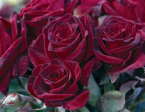 Black Baccara® - Star® Roses and Plants