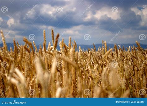 Ripe wheat stock photo. Image of wheat, desktop, open - 2792698