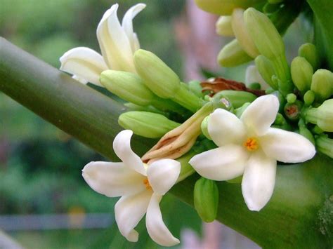 CARICACEAE 番木瓜科 - Male Flower of Papaya Tree (Carica papaya) 番木瓜 - a photo on Flickriver ...