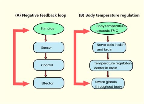 What do you mean by negative feedback? Explain with an example.