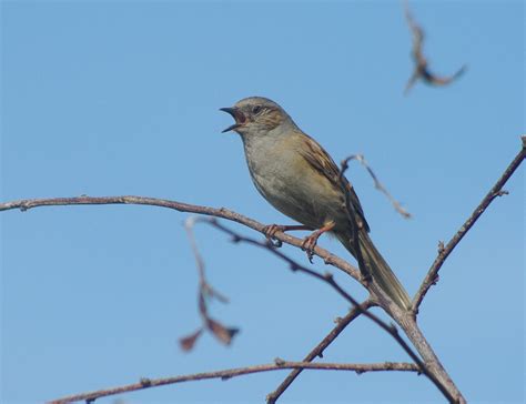 singing bird - Pentax User Photo Gallery