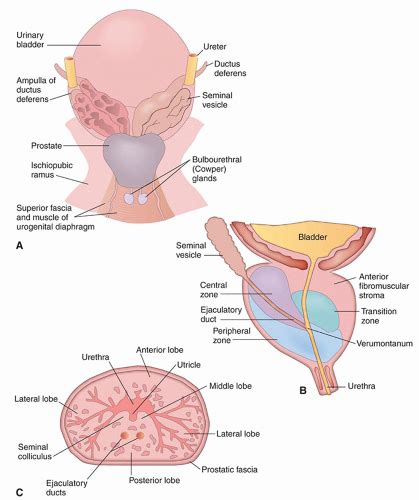 Prostate Gland Anatomy