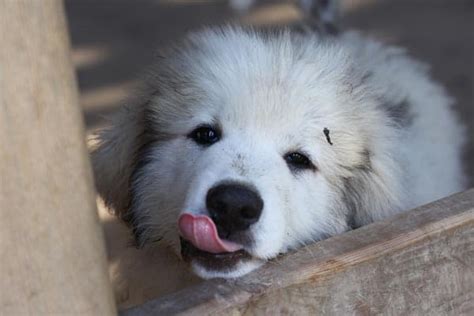 Black Great Pyrenees: Can They Exist? | Fluffy Dog Breeds