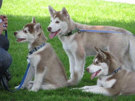 Siberian Husky Price - How Much do Husky Puppies Cost?