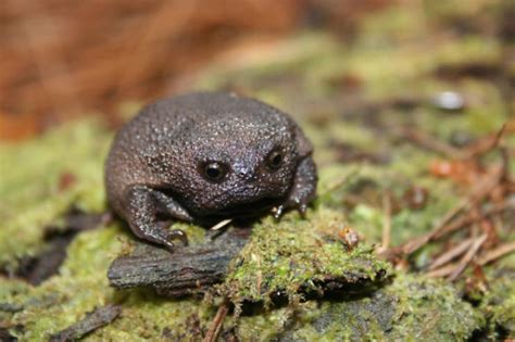 Meet African Rain Frogs That Actually Look Grumpy And Cute - Barnorama