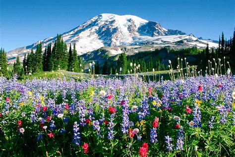 Views: Wildflowers In Mount Rainier National Park, Washington State | Boomers Daily