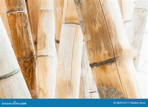 Bamboo Stalks Stock Photo - Image: 48291413