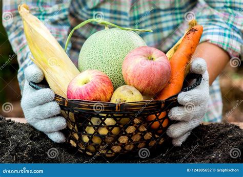 Fall Harvest Cornucopia. Autumn Season Stock Photo - Image of freshness ...