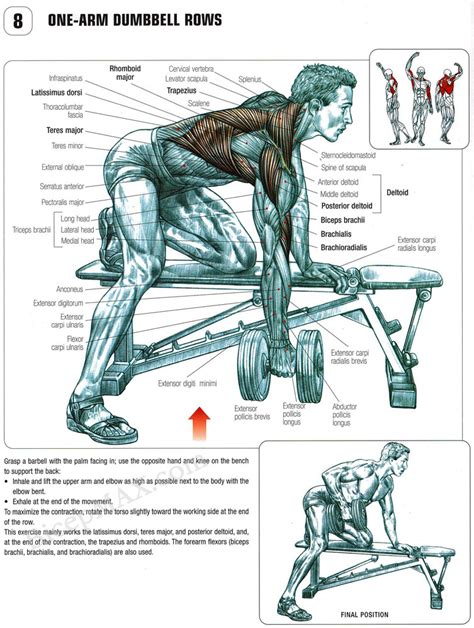 strength training - one arm dumbell bent over row - is it a complete exercise for the back ...