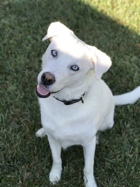 a white dog with blue eyes sitting in the grass