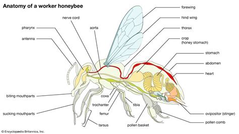 Bee Sting Anatomy