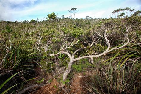 BLOG: The Most TREASURED NATURAL JEWEL of Davao Oriental "Mount ...