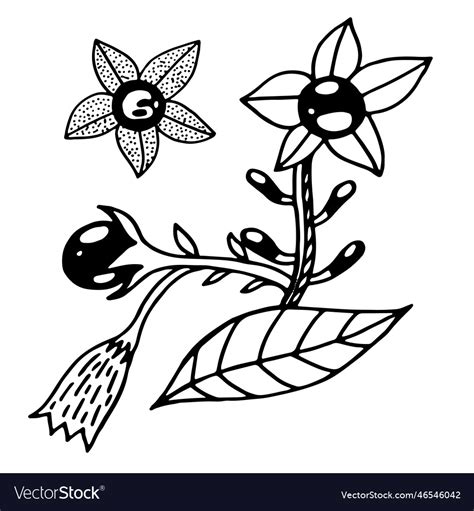 Deadly nightshade - poisonous plant element Vector Image