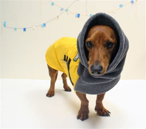 10 Winter Coats that Fit Dachshunds | Ammo the Dachshund