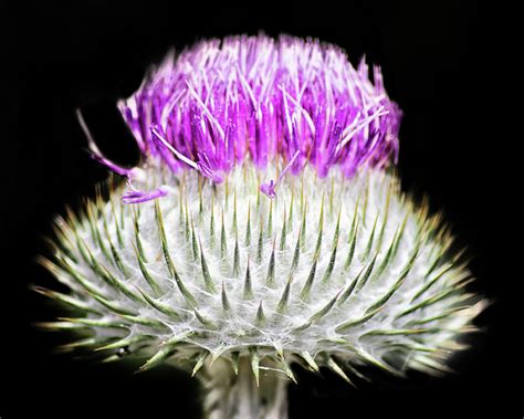 Flower Of Scotland ~ The Flower Of Scotland Scotclans Scottish Clans | vbw-wxbk1