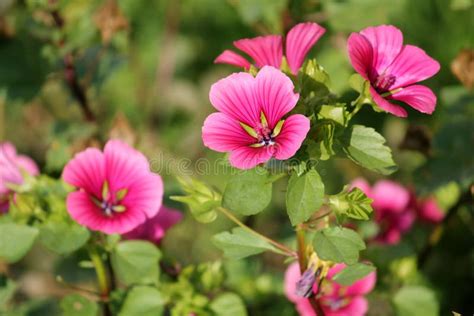 Lavatera or Rose Mallow Pink Flowers Stock Photo - Image of garden ...