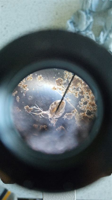 Found this in pond water. Magnification =10x I think : microscopy