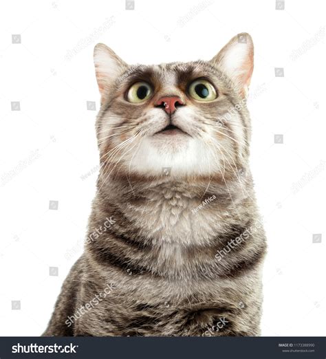 Portrait Cute Funny Cat Big Eyes Stock Photo 1173388990 | Shutterstock