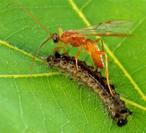File:Aleiodes indiscretus wasp parasitizing gypsy moth caterpillar.jpg - Wikimedia Commons