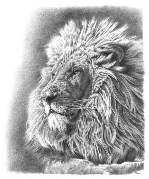 Lion Pencil Drawing on Behance